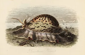 Achille Comte Prints: Tiger cowrie, Cypraea tigris