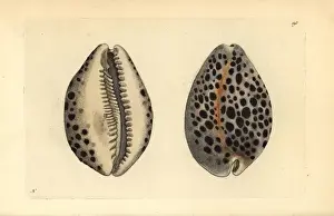 Tiger cowry shell, Cypraea tigris