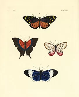 Andromeda Collection: Tiger, daggerwing, satyr and sapho butterflies
