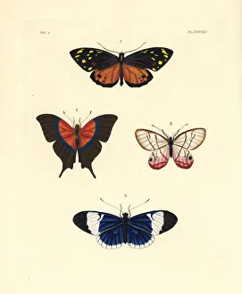 Tiger, daggerwing, satyr and sapho butterflies Tiger, daggerwing, satyr and sapho butterflies