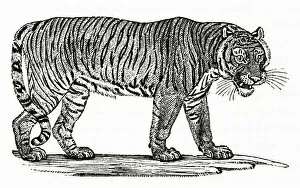 Images Dated 10th August 2018: A TIGER (ENGRAVING)