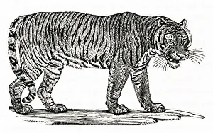 Panthera Collection: A TIGER (ENGRAVING)