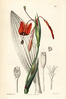 Stalk Prints: Tiger flower, Tigridia flammea