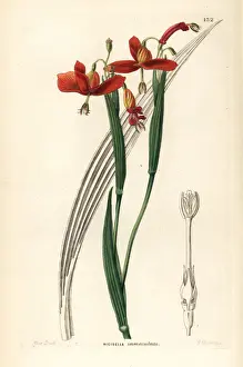 Tiger flower, Tigridia immaculata