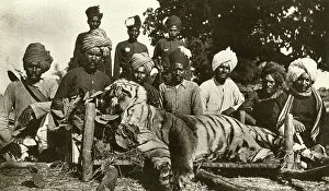 Tigers Prints: Tiger hunt in India