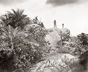 Tiger hunt series by Colonel Willoughby Wallace Hooper, 1837-1912, photographed 1870's Tiger hunt series by Colonel Willoughby Wallace Hooper, 1837-1912, photographed 1870's