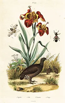 Du Casse Prints: Tiger iris and great tinamou