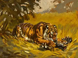 Tiger with a kill