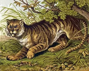 Animals Collection: Tiger (Kronheim)