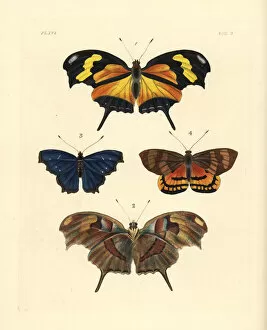 Consul Collection: Tiger leafwing, orsis bluewing and Ceretes thais moth