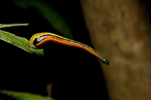Annelid Gallery: Tiger Leech / Painted Leech on a leaf, typical