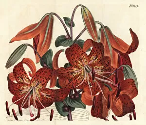Lily Gallery: Tiger lily, Lilium lancifolium