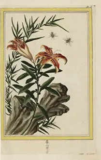 Tiger lily, Lilium lancifolium