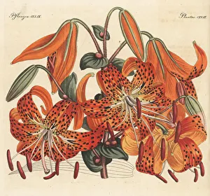 Carl Bertuch Prints: Tiger lily, Lilium lancifolium
