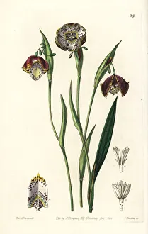 Lily Gallery: Tiger lily, Tigridia meleagris