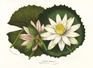Lotus Prints: Tiger lotus, Nymphaea lotus var. thermalis