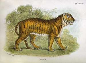 Animals Gallery: Tiger / Lydekker C1860