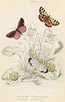 Tiger Moth and Others