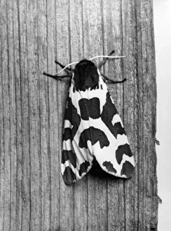 TIGER MOTH