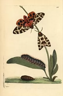 Arctia Gallery: Tiger moth, Arctia caja