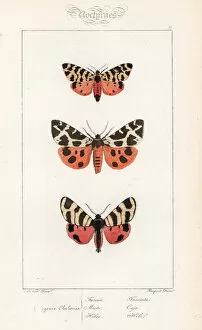 Arctia Gallery: Tiger moth, garden tiger and hebe tiger