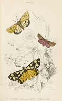 Clouded Collection: Tiger Moths and Friend