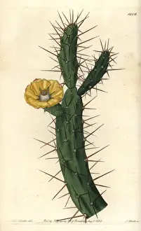 Sydenhamedwards Prints: Tiger pear, Opuntia aurantiaca