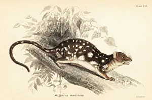 Marsupiata Prints: Tiger quoll, Dasyurus maculatus