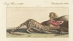 Carl Bertuch Prints: Tiger quoll, Dasyurus maculatus, female, with prey