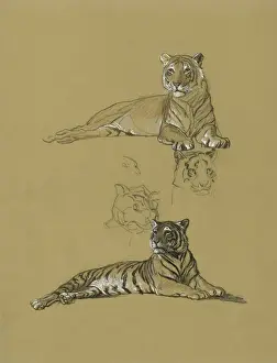 Tiger reclining - studies and view of head