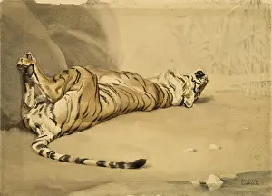 A Tiger rolls on its back