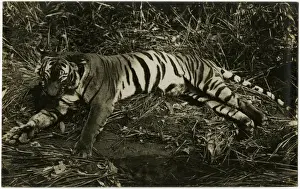 Tiger - Singapore, Malaysia