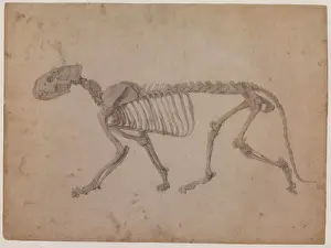 Pictures Now Prints: Tiger Skeleton, Lateral View Date: 1800