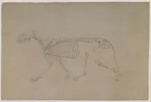 Pictures Now Prints: Tiger Skeleton, Lateral View, in Walking Posture Date: 1800
