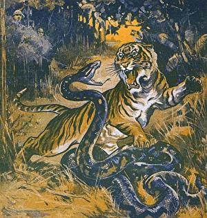 Tiger Gallery: Tiger and snake fight in the jungle
