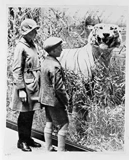 Big Cat Prints: Tiger specimen, c. 1925