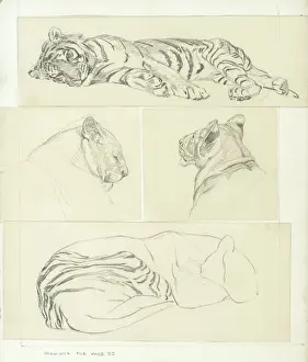 Tiger Studies