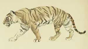 Sheppard Prints: Tiger Walking