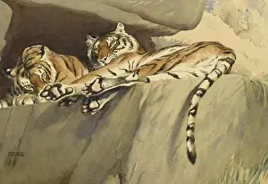 Two Tigers relaxing on a rock shelf
