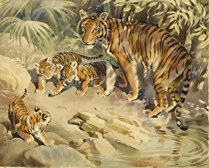Tigress and cubs