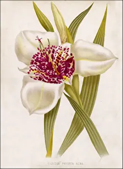 Tigridia Pavonia Alba