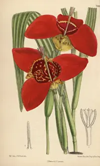 Matilda Prints: Tigridia pringlei, crimson tiger flower native to Mexico