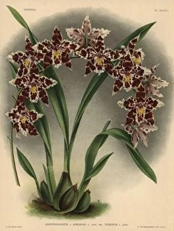 Iconography Gallery: Tigrinum variety of Odontoglossum Adrianae hybrid orchid