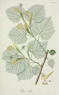 Citrus Collection: Tilia alba