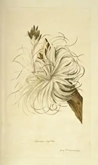 Tillandsia geminiflora