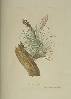 Epiphytic Prints: Tillandsia stricta, air plant