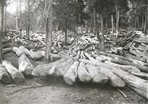 Environment Prints: Timber logging forestry in Burma c. early 20th century
