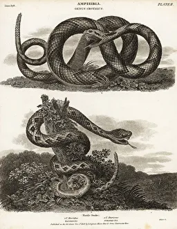 Herpetology Prints: Timber rattlesnake and South American rattlesnake
