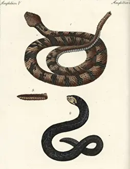 Encyclopedia Prints: Timber rattlesnake and water snake