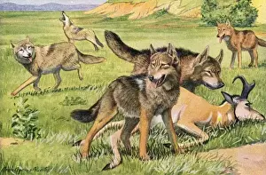 Grasslands Prints: Timber Wolf and Coyote